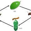 Metamorfosis sempurna ditandai dengan perubahan bentuk tubuh pada serangga dengan perbedaan yang sangat terlihat antara fase larva dan fase imago (dewasa). 1