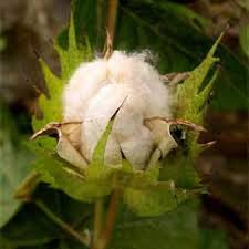 Image result for Gossypium