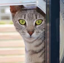 Purrrr Meet Stripes Doesn T She Have The Most Gorgeous Eyes Stripes Is A Loving And Gentle Cat Looking For Her Furever Home At Our Pets Adoption Animals