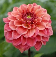 Pin On Gardening