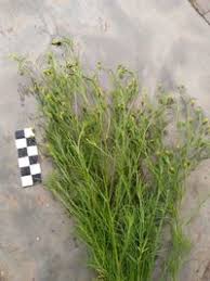 Image result for Schkuhria pinnata