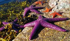 Five Awesome Facts You Didn T Know About Echinoderms Echinoderm Fun Facts Animal Species