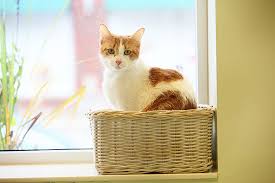 New little kitten hisses at me. Introducing A New Cat Into Your Household Paws Chicago