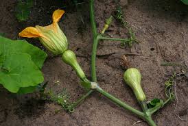 Image result for Cucurbita moschata