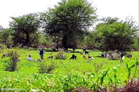 The Countryside In Spring الريف السوداني زمن الخريف السودان By Bakry Alahmer Sudan Countryside Cattle Spring Photo Countryside Original Artwork