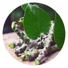 Image result for Tinospora