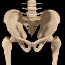 Male bones are bigger and stronger, in both size and density. Tilted Pelvis Symptoms Treatments And Causes
