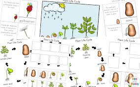 The crafty classroom has a free life cycle of a plant worksheet pack. Flower Life Cycle Free Printable Novocom Top