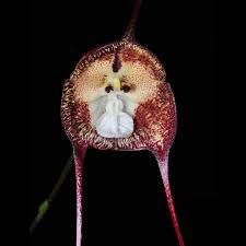 Dracula simia extra big – Ecuagenera