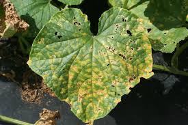 Sustainable Disease Control In Cucurbits Growing Produce