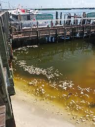 Red tides do happen in the area, but this year's incident is so serious that it is causing some experts to wonder if a pollution accident at a former fertilizer plant called piney point could be a reason it is so bad. Fwc Launches Innovative Partnership With World Renowned Scientists To Combat Red Tide Press Release Florida Trend