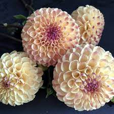 Pin On Flower Farm Dahlias