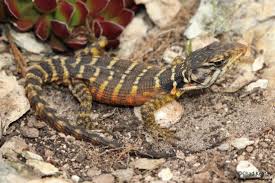 Image result for Cryptolepis hypoglauca