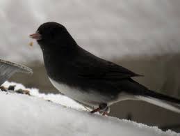 Black Bird With White Chest Colorado Pin On Wildlife