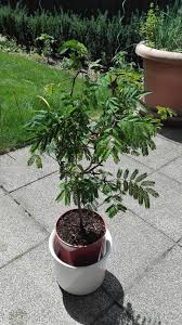 Image result for Acacia borleae