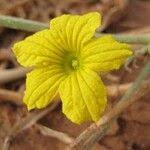 Image result for Cucumis ficifolius