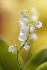 Because of their beautiful aesthetics, an entire lily of the valley garden looks . Lily Of The Valley Lily Of The Valley Flowers Valley Flowers Lily Of The Valley