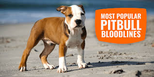 All of our dogs were once abandoned, abused or neglected. 10 Most Popular Pitbull Bloodlines Physical Apperance Temperament