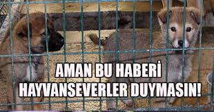 Aman Bu Haberi Hayvanseverler Duymasin Kuliscuk Trabzon Haber Trabzonspor
