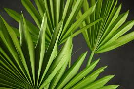 Palm Leaf Fans Pack Of 5 Save 50 Alter Flowers Long Table Decorations Palm