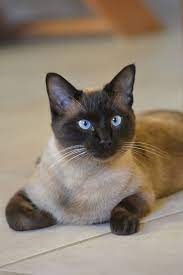 Magnificent Blue Eyes Siamese Cats Cats And Kittens Cats