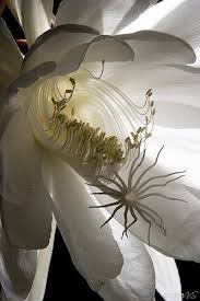 Night Blooming Cereus Is A Tropical Cactus Plant With Flowers That Smell Like Vanilla Fragrantica Ep Fleurs Etranges Planter Des Fleurs Fleurs Insolites