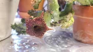 Image result for Huernia leachii
