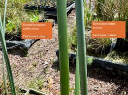 Image result for Schoenoplectus muricinux