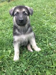 The silver german shepherd is a beautiful pup, but does it make a great pet or guard dog too? Black And Silver German Shepherd Puppies For Sale In Pa