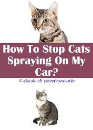 4 Admired Ideas Can Cats Still Spray After Being Fixed Cat Training Automated Spray Flea Spray For House Safe For Cats Raid Ant Spray Safe For Cats Fl Admirable