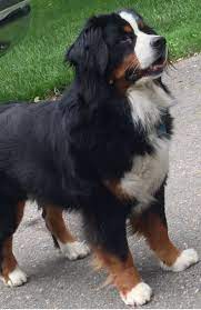My Beautiful Bernese Mountain Dog Beautiful Bernese Dog Mountain Burmese Mountain Dogs Bermese Mountain Dog Bernese Mountain Dog Puppy