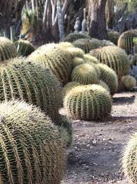 Do what i say, not what i do. Lg Golden Barrel Cactus Echinocactus Grusonii Thorny Bastards