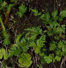 Image result for Pellaea boivinii