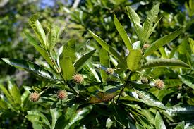 Image result for Breonadia salicina