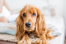 Your vet will conduct blood tests and an ultrasound or. Liver Disease In Dogs Great Pet Care