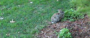 This rabbit deterrent from i must garden is a great choice to protect your plants and shrubs. Battling Bunnies In The Garden Minnesota State Horticultural Society