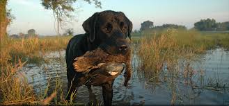 We did not find results for: Hunter Retrievers North Carolina Labrador Retriever Breeder