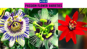 Image result for Passiflora caerulea