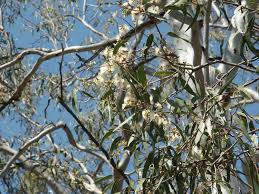 Image result for Eucalyptus tereticornis