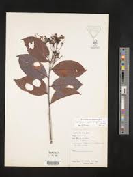 Image result for Dactyladenia gilletii