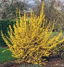 Forsythia Planning To Make A Hedge Of These At The New House I Have Already Seen Them Onsale At Wal Mart Fence Landscaping Fence Plants Rustic Fence