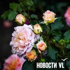 Новости Владивостока на VL.ru - News update
