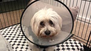 Fundraiser by Ashleigh Steel : My Dog Was Mauled — I Need Help to Cover the  £6k Vet Bill