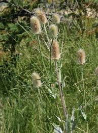 Image result for Dipsacus pinnatifidus