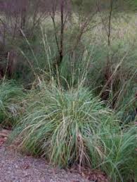 Image result for Cenchrus macrourus