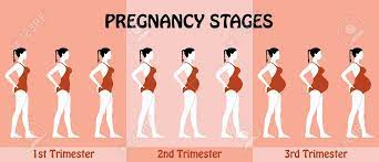 Pregnancy Trimesters Of Pregnant Woman With Swimsuit All The Royalty Free Cliparts Vectors And Stock Illustration Image 107723219
