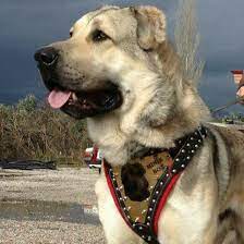 kangal kangal kopegi kopek turleri kopek
