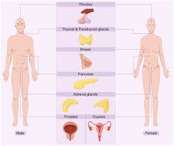 Image result for Endocrine Anatomy