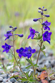 Delphinium Menziesii Subsp Menziesii Delphinium Beautiful Flowers Larkspur