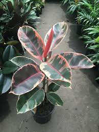 Image result for ficus elastica flower